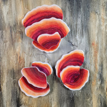 Load image into Gallery viewer, "Evolution"